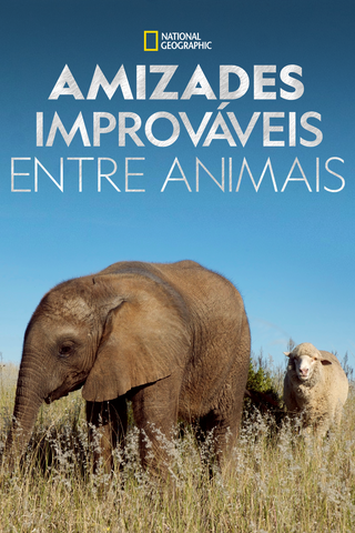Amizades improváveis entre animais