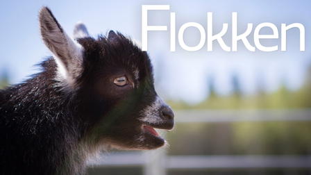 Flokken
